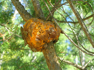 Gall rust, Peridermium harknessii, with aeciospores on jack pine
