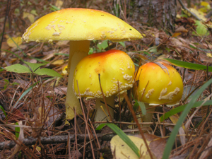 Amanita fruiting in a red pine forest