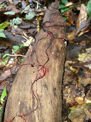 Rhizomorphs on a log