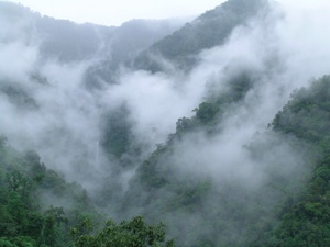 lowland forest in Bhutan