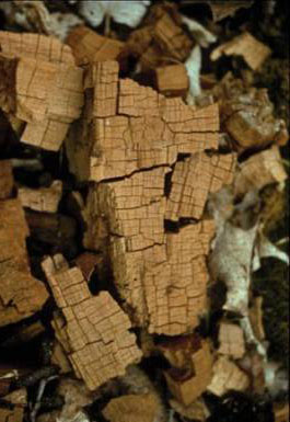 brown-rotted wood