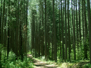 Forest in Cloquet, MN