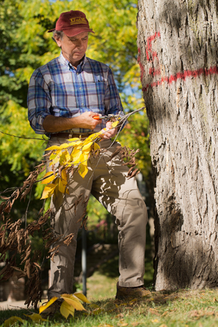 man examining a Dutch Elm tree