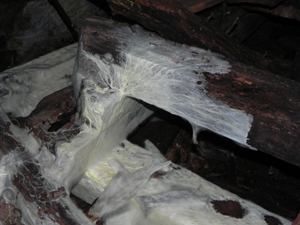 Mycelium on timbers in a mine