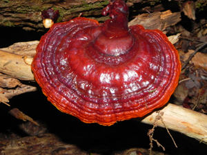 Ganoderma fungi