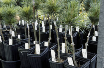 grafted white pine seedlings