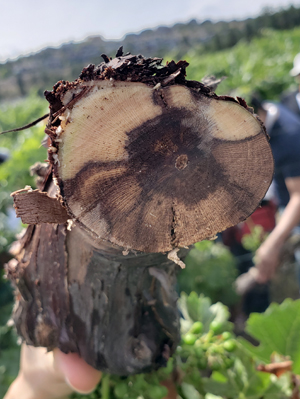 cross section of a grapevine trunk