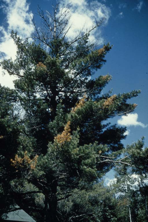 White pine with blister rust