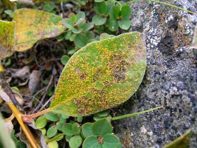 Arctic willow leaf with rust