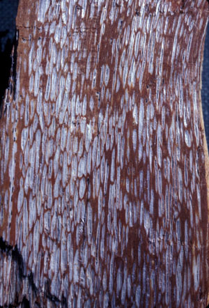  split section of a pine tree with white-pocket rot