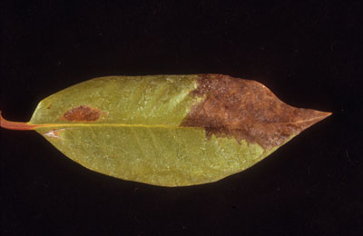 Leaf with foliar symptoms