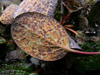Rust on Arctic Willow leaf