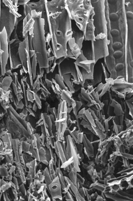 Scanning electron micrograph of brown-rotted wood.
