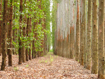 Diseased and healthy Eucalyptus trees