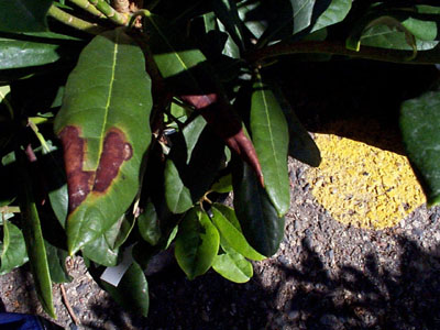 Foliar symptoms of Phytophthora on Rhododendron