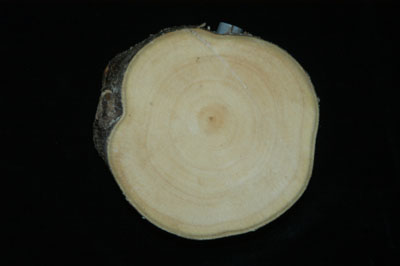 A cross section of an Aquilaria tree that was wounded but not treated