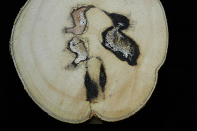 Cross section from a very fast growing tree with high vigor that had also been treated in June 2002 (cut 17 months later).