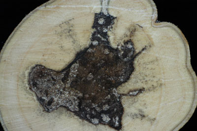 A cross section from a tree treated in June 2002 and cut in November 2003 (17 months)