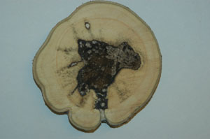 Cross-section of cultivated agarwood
