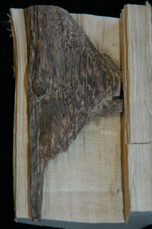 long section of agarwood