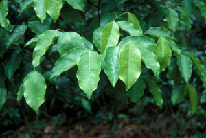 Aquilaria leaves with moisture