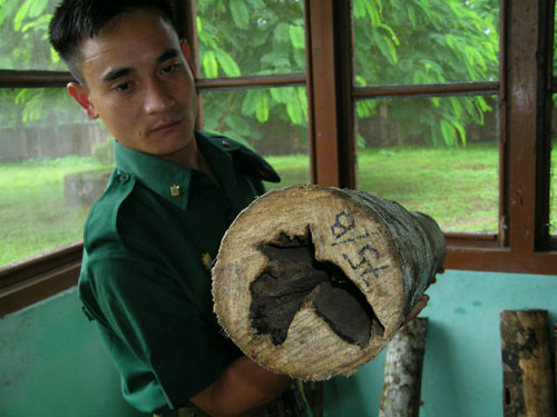 Mr. Dorji Gyaltshen from the Council holding a cut section of one of the experimental trees harvested from southern Bhutan.