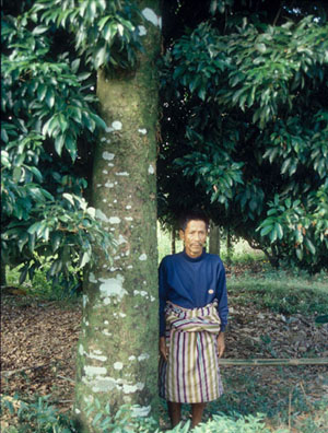 Person standing by large agarwood tree