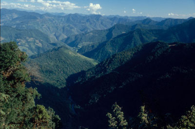 forested mountains of Bhutan