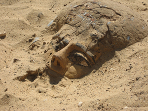 The face of an Egyptian wooden coffin peeking through sand