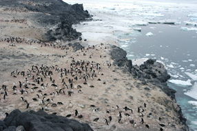 Aerial view of penguins