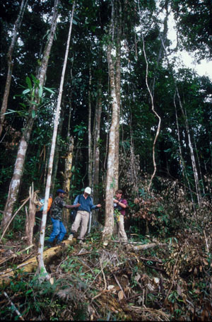 Young Aquilaria trees in the natural forest of Papua New Guinea