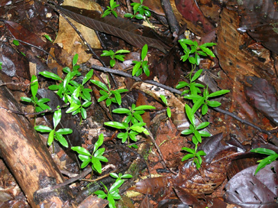 Gyrinops seedlings