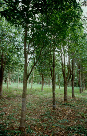 Aquilaria plantation in Thailand.