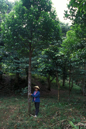 Mrs. Thuy with 3 year old Aquilaria tree