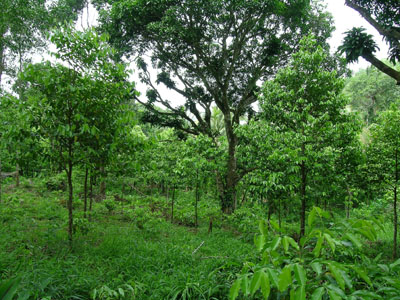 Aquilaria plantation in Vietnam.